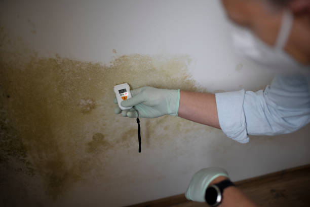 Professional Mold Removal in Solana Beach, CA